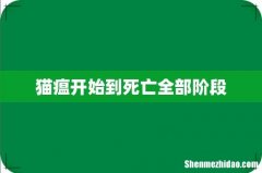 猫瘟开始到死亡全部阶段