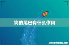 狗的尾巴有什么作用