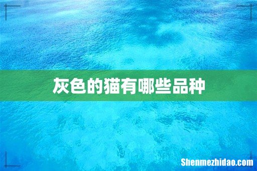 灰色的猫有哪些品种