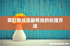 草缸爆丝藻最有效的处理方法