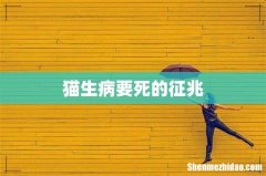 猫生病要死的征兆