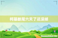 柯基断尾六天了还没掉