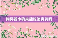 狗怀着小狗来能吃消炎药吗