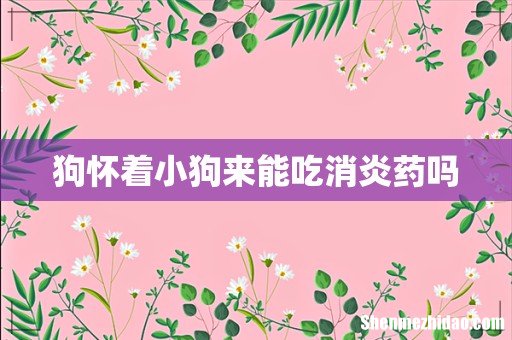 狗怀着小狗来能吃消炎药吗