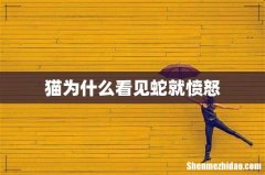 猫为什么看见蛇就愤怒