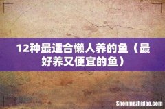 最好养又便宜的鱼 12种最适合懒人养的鱼