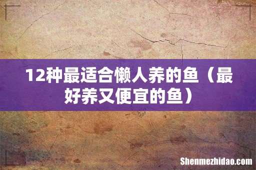 最好养又便宜的鱼 12种最适合懒人养的鱼