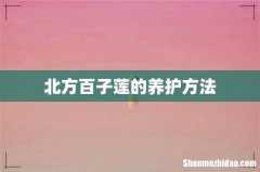 北方百子莲的养护方法
