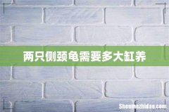 两只侧颈龟需要多大缸养