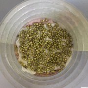 豆芽是怎么发的 豆芽是怎么发的视频