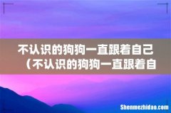 不认识的狗狗一直跟着自己（不认识的狗狗一直跟着自己什么意思)