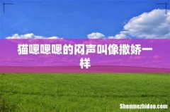 猫嗯嗯嗯的闷声叫像撒娇一样