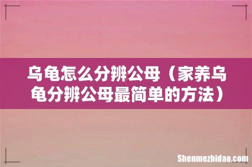 家养乌龟分辨公母最简单的方法 乌龟怎么分辨公母