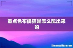 重点色布偶猫是怎么配出来的