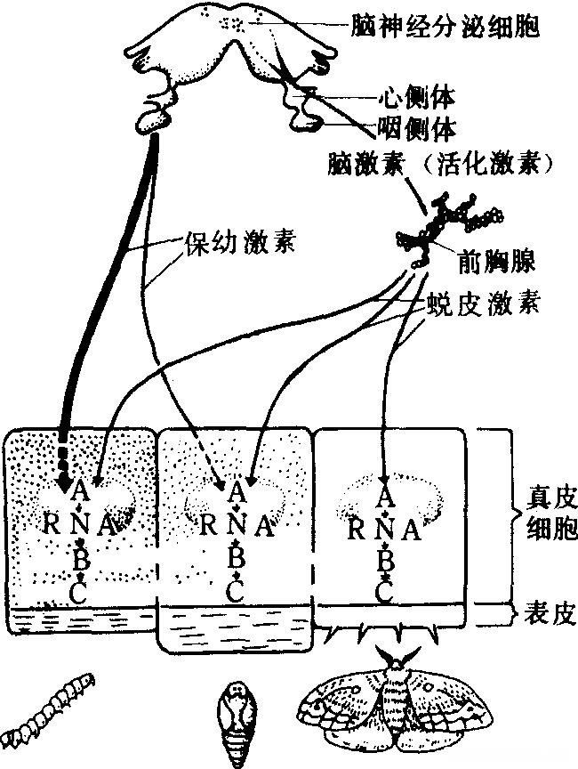 神经激素是什么 神经激素是什么样子
