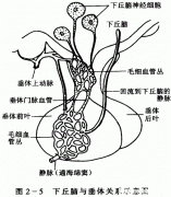 神经激素是什么 神经激素是什么样子