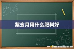 紫玄月用什么肥料好