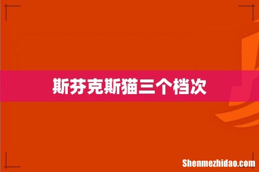 斯芬克斯猫三个档次