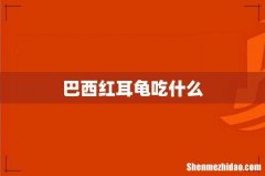 巴西红耳龟吃什么
