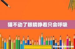 猫不动了眼睛睁着只会呼吸