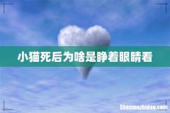 小猫死后为啥是睁着眼睛看