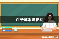 百子莲水培花期