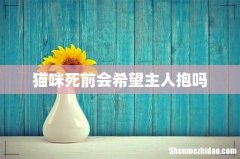 猫咪死前会希望主人抱吗