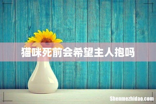 猫咪死前会希望主人抱吗