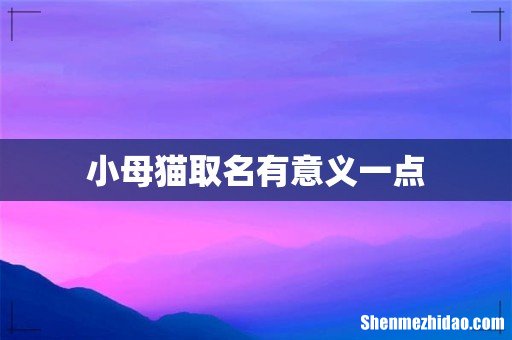 小母猫取名有意义一点