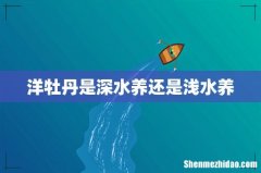洋牡丹是深水养还是浅水养
