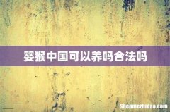 婴猴中国可以养吗合法吗