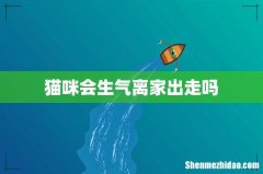猫咪会生气离家出走吗