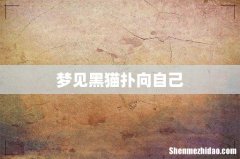 梦见黑猫扑向自己