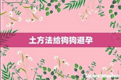 土方法给狗狗避孕