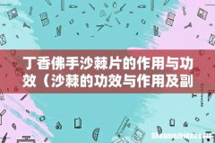 沙棘的功效与作用及副作用 丁香佛手沙棘片的作用与功效