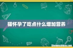 猫怀孕了吃点什么增加营养