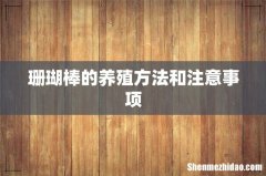 珊瑚棒的养殖方法和注意事项