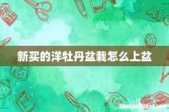 新买的洋牡丹盆栽怎么上盆