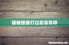 猫被狠狠打过后会怎样