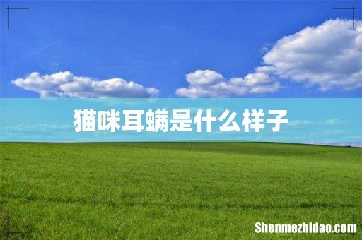猫咪耳螨是什么样子