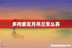 多肉紫玄月吊兰怎么养