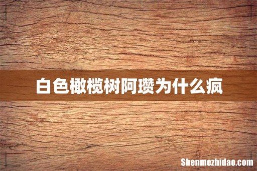 白色橄榄树阿瓒为什么疯