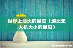 堪比无人机大小的昆虫 世界上最大的昆虫