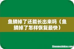 鱼鳞掉了怎样恢复最快 鱼鳞掉了还能长出来吗