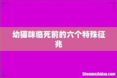 幼猫咪临死前的六个特殊征兆