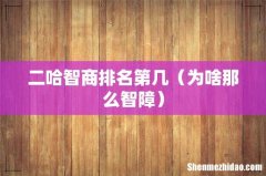 为啥那么智障 二哈智商排名第几