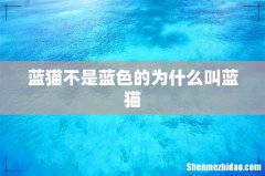 蓝猫不是蓝色的为什么叫蓝猫