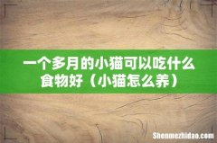 小猫怎么养 一个多月的小猫可以吃什么食物好