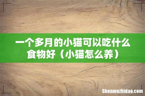 小猫怎么养 一个多月的小猫可以吃什么食物好
