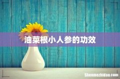 油菜根小人参的功效
